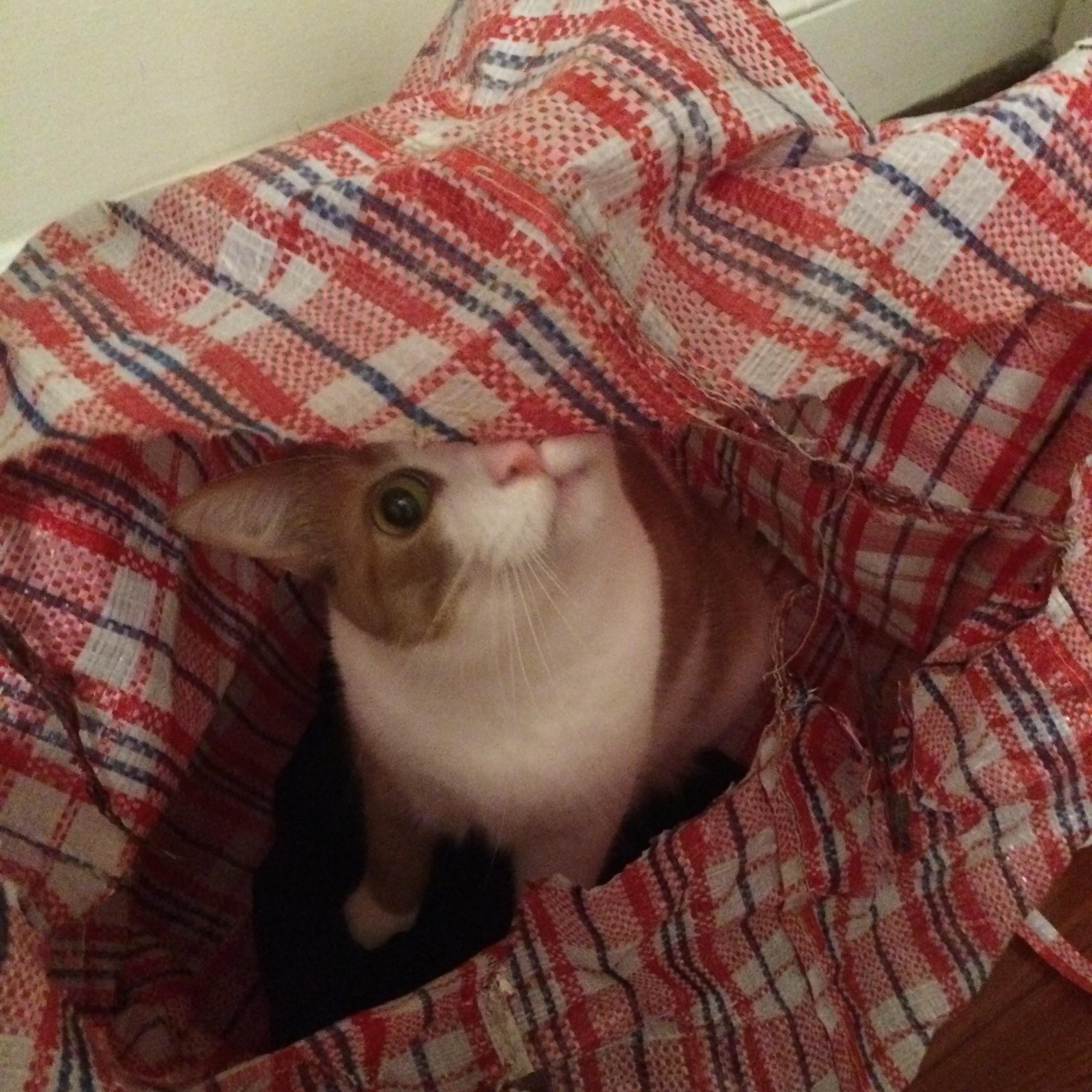 Roxy peek-a-boo!