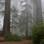 Lady Bird Johnson Grove Trail