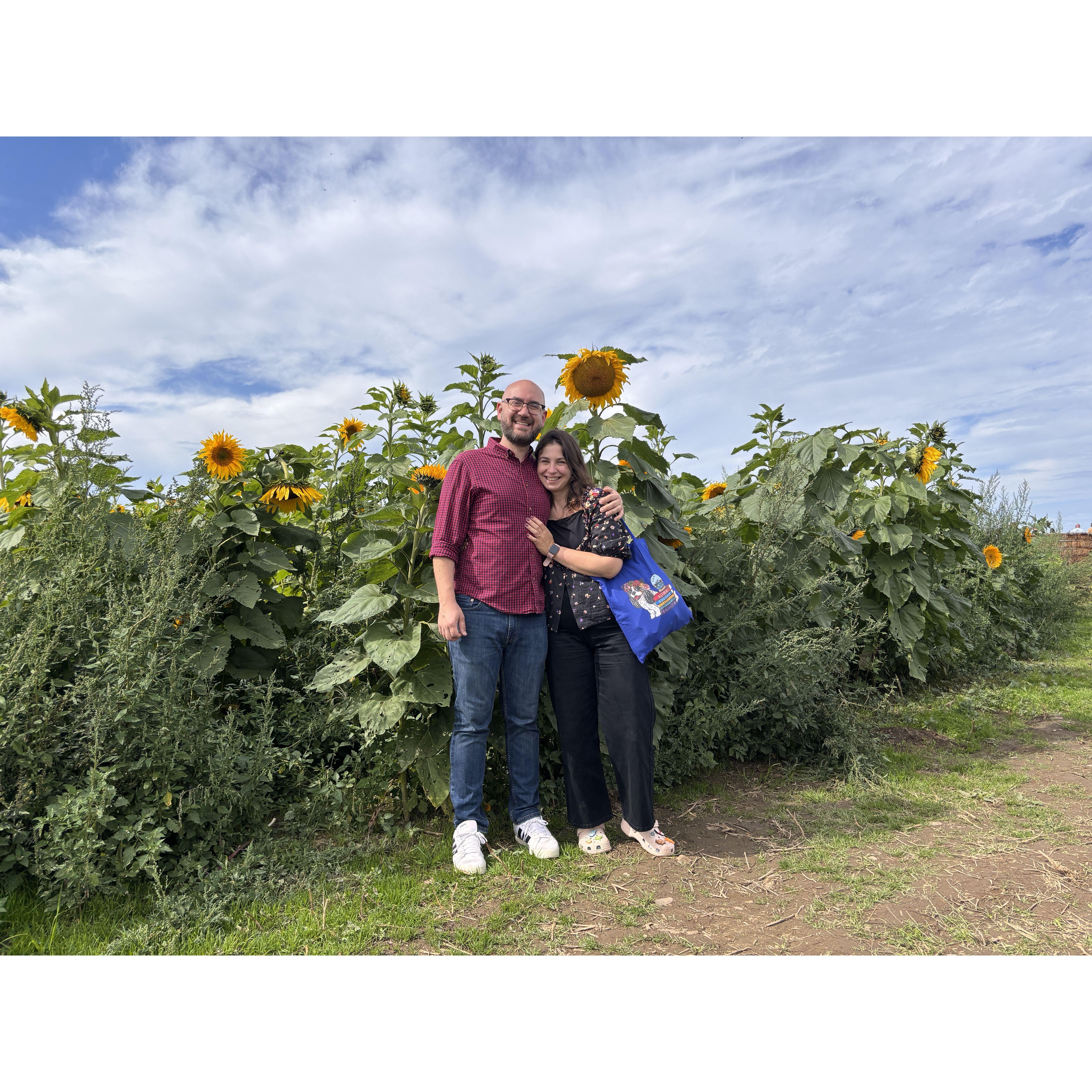 Fall sunflowers at Tim's Pumpkin Patch 🌻