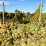 Wine Tasting