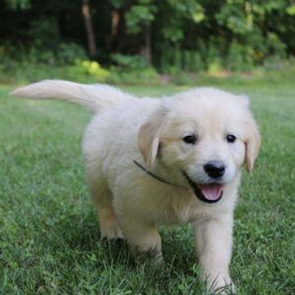 Puppy fund!!!!!!!