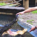 St. Augustine Alligator Farm Zoological Park