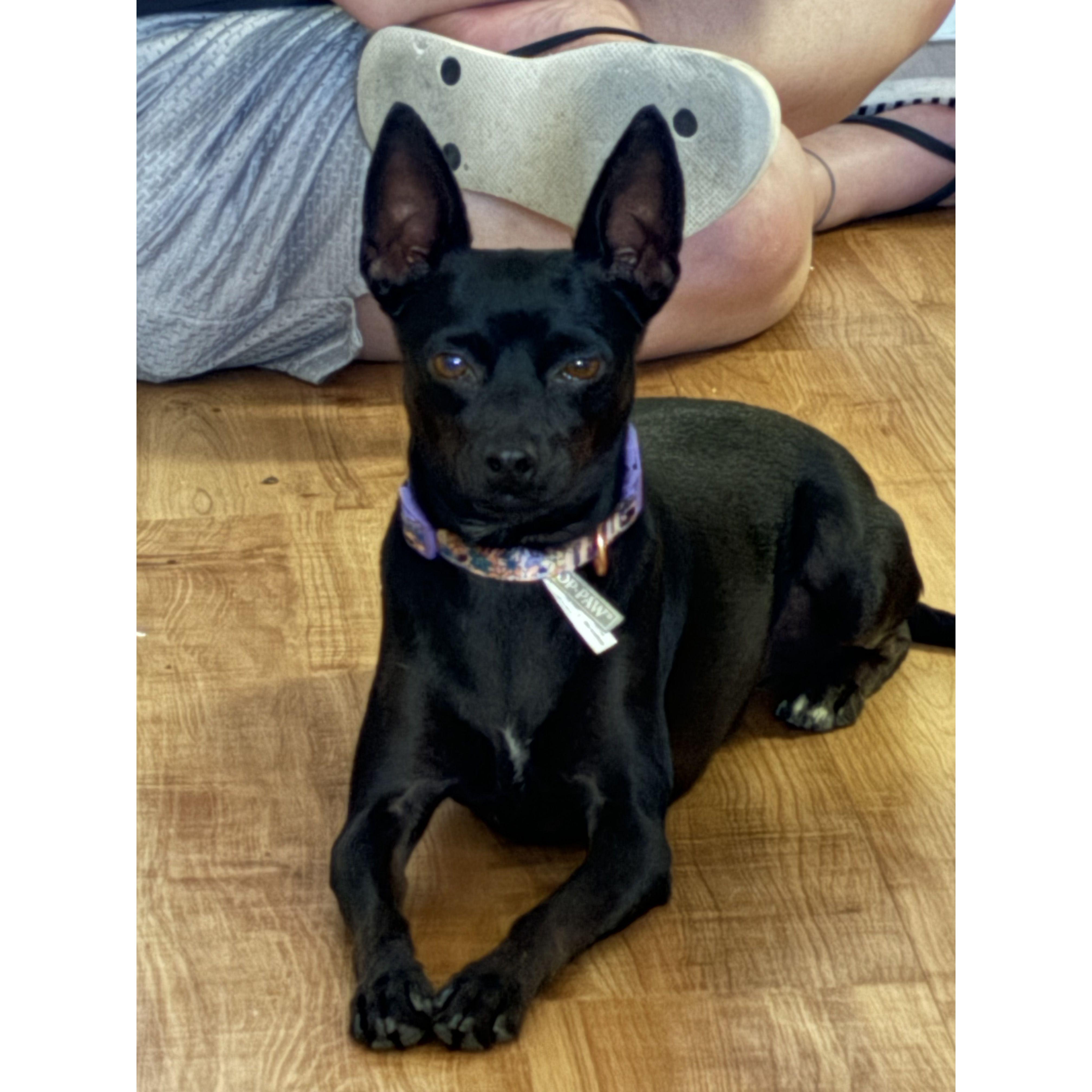 Our third (and at the moment, last) fur-baby, Nubi, joined our family in June 2024!