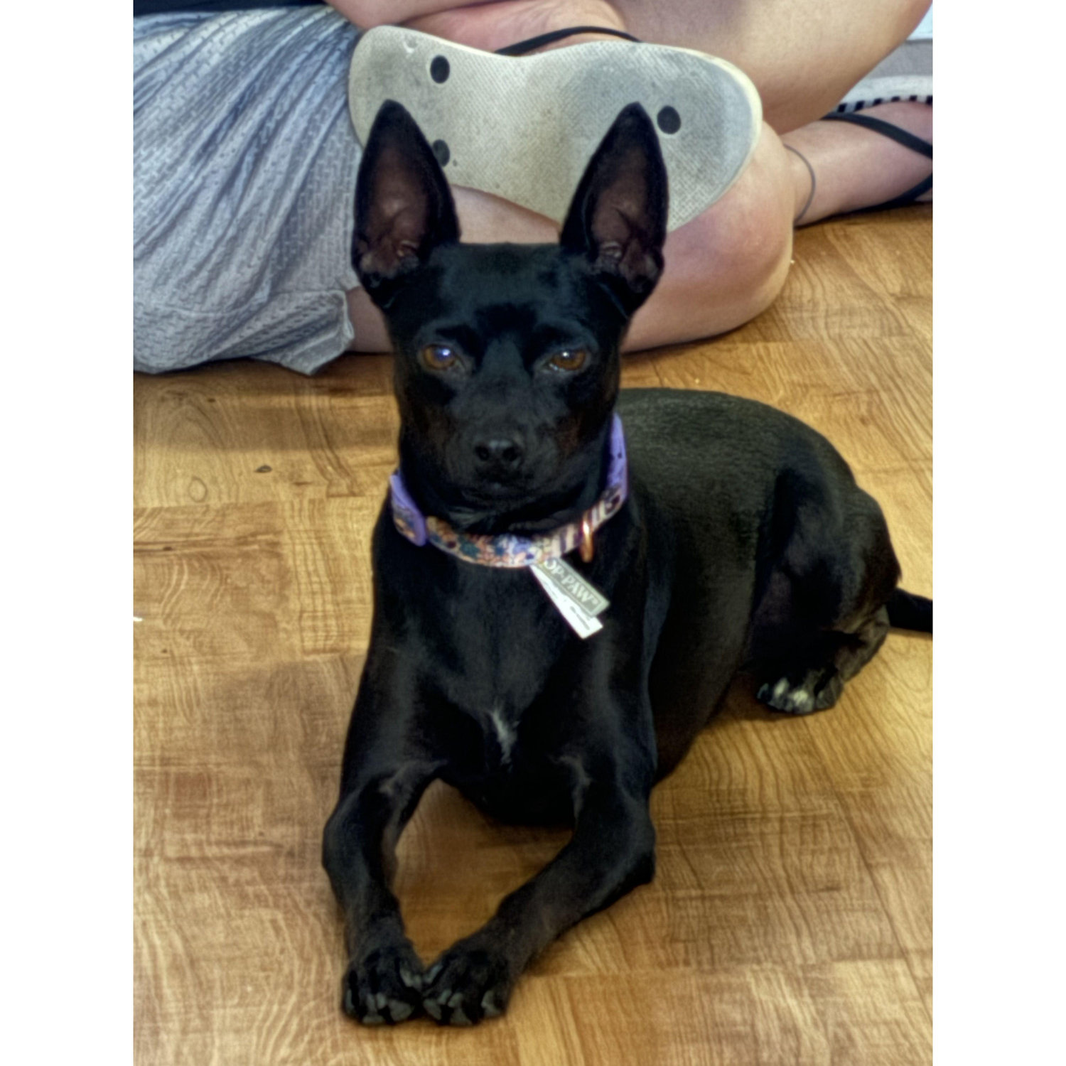 Our third (and at the moment, last) fur-baby, Nubi, joined our family in June 2024!