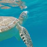 3 hour kayak tour and swimming with sea-turtles