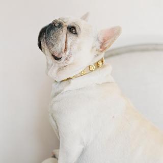 Floral Stud Dog Collar