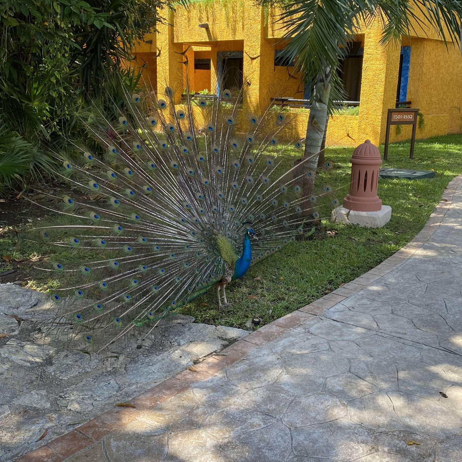 Peacocks at Iberostar