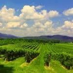 Vineyards, Breweries & Cideries