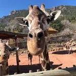 Cheyenne Mountain Zoo