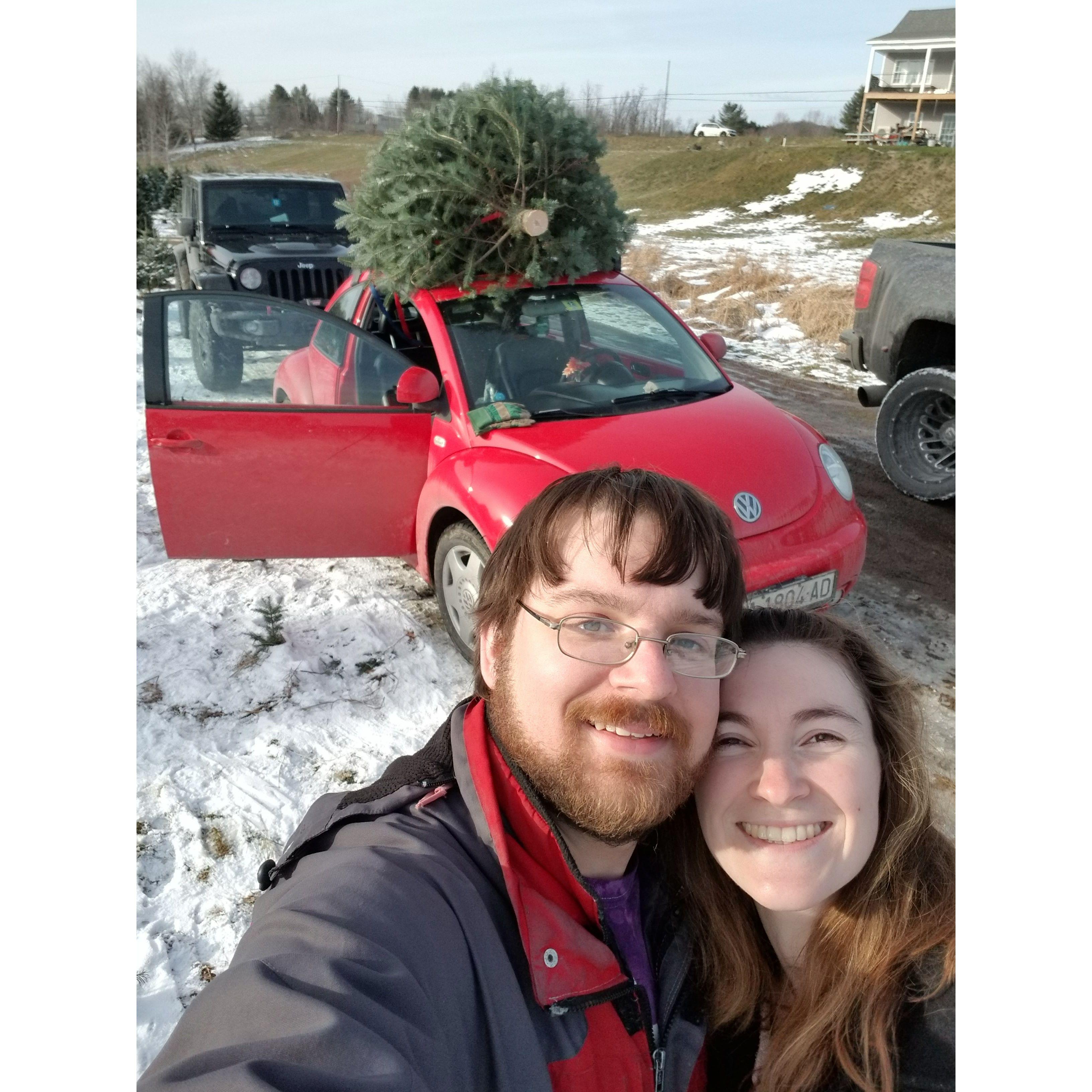 Christmas tree, December 2021