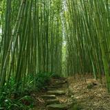 Arashiyama Bamboo Forest