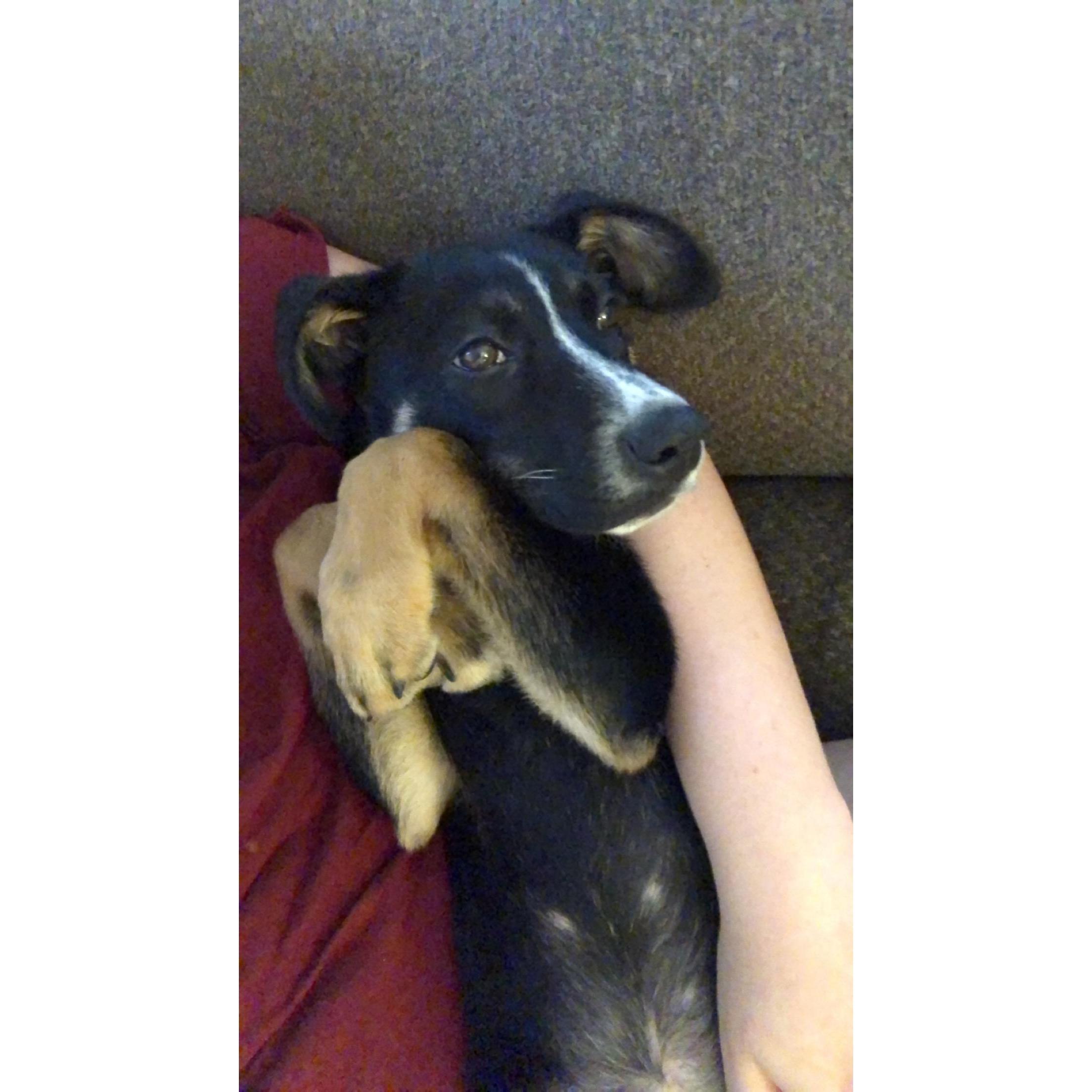 Fur Baby #9 Bristol!
