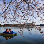 Paddle Boating at the Tidal Basin