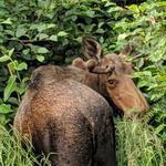 Alaska Wildlife Conservation Center