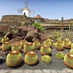 The Cactus Garden
