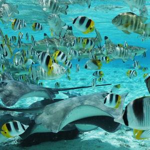 Honeymoon Shark and Stingray Snorkel Tour