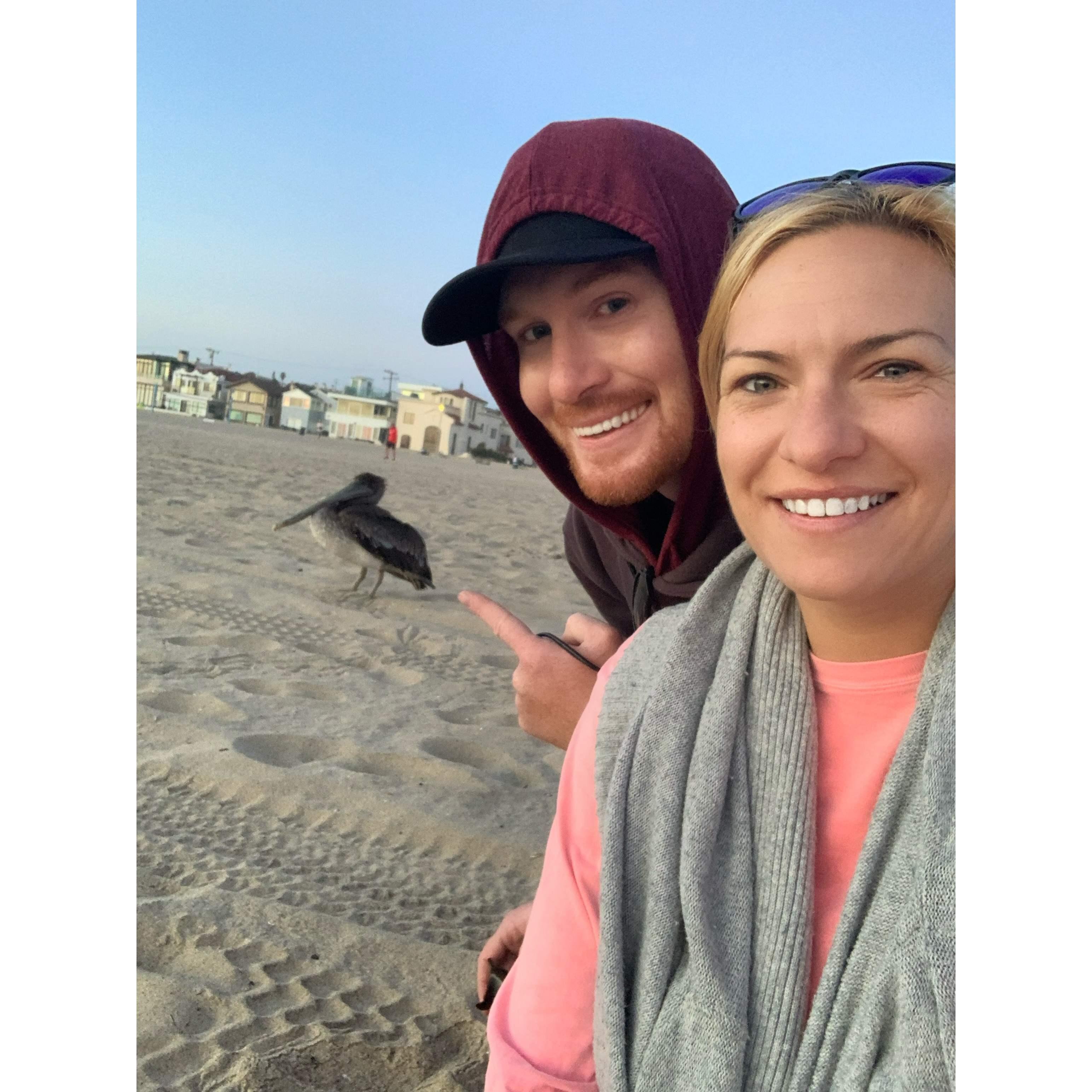 Pelican hanging out, what!?