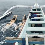 Lovina Dolphin Watching / Swimming