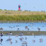 Monomoy National Wildlife Refuge