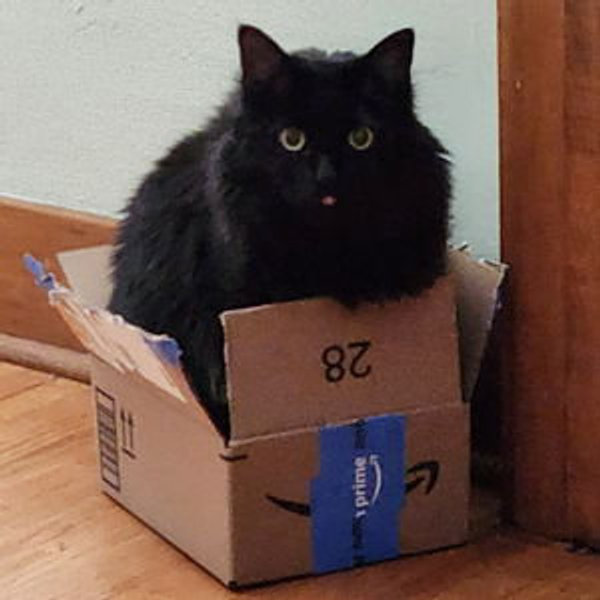 Toys for Cats