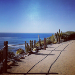 Self-Realization Fellowship