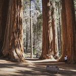 Mariposa Grove of Giant Sequoias