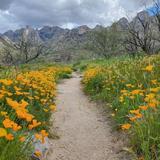 Catalina State Park