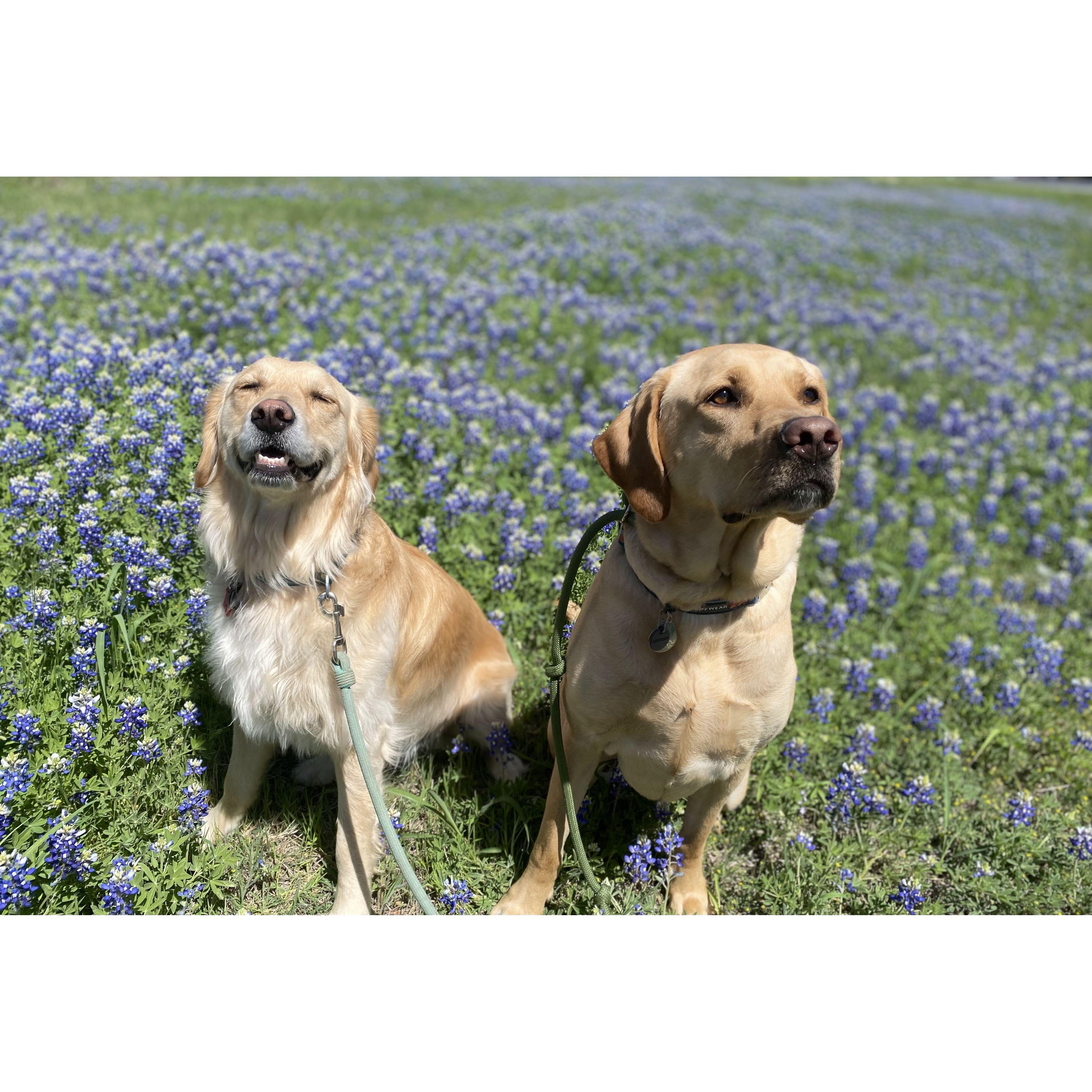 Texas Bluebonnet Season