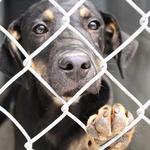 Angels Among Us Pet Rescue