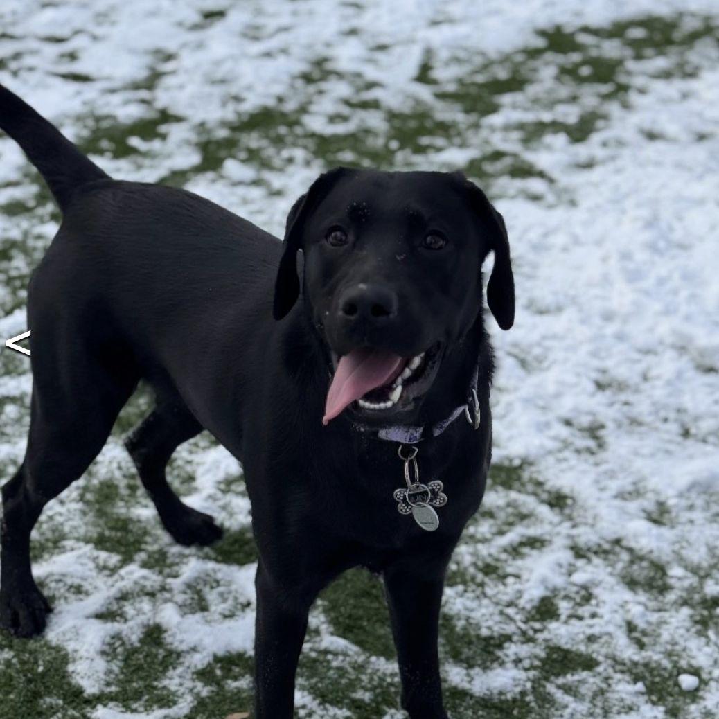 January 3rd, 2026 - Luna in doggy daycare