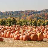 Lyman Orchards Apple Barrel Farm Market