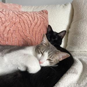 Save The Animals Foundation