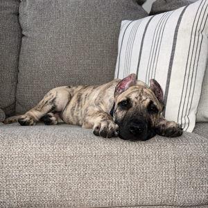 Puppy Fund!