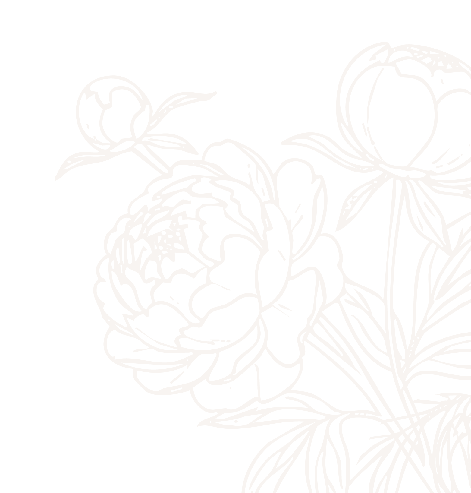 peonies