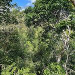 Selva Maya Eco Adventure Park: Ziplining, Hanging Bridges, Rappelling and Cenote