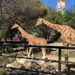 Reid Park Zoo