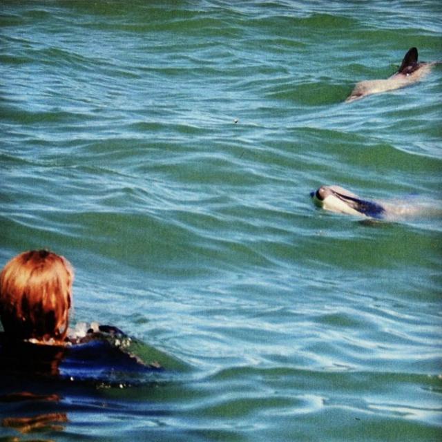 Honeymoon - Swimming with Dolphins in Kaikora