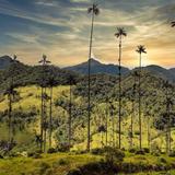 Valle del Cocora