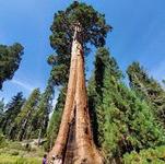 Sequoia National Forest