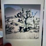 Joshua Tree National Park