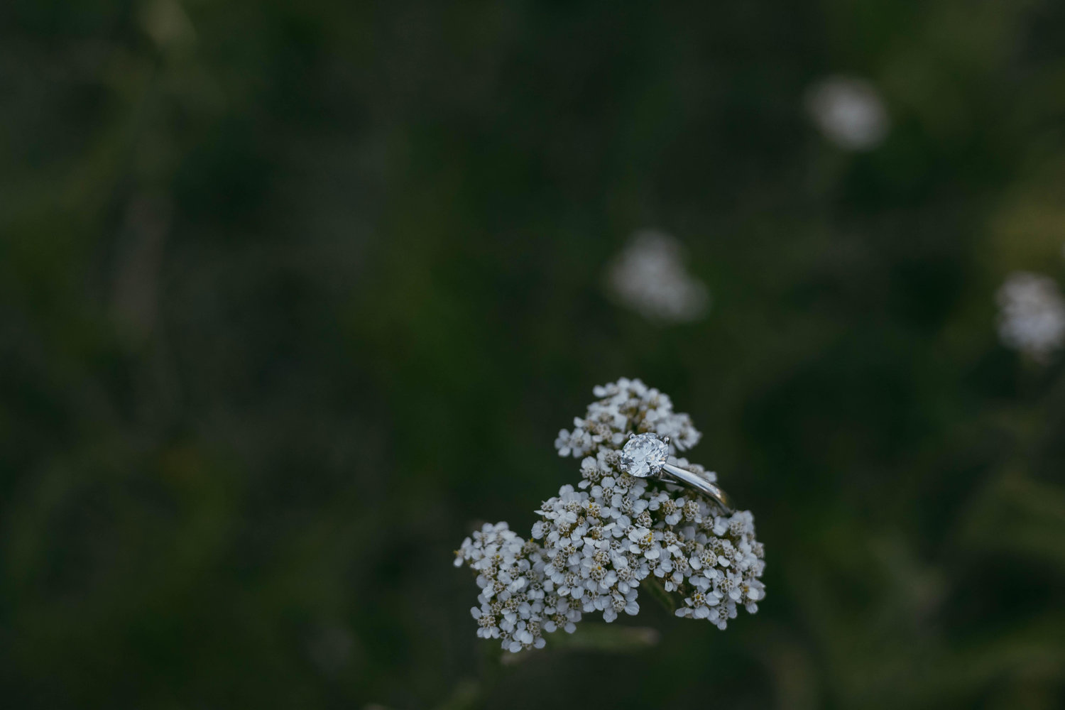 The Wedding Website of Victoria Schroeder and William Rich