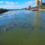Manatee Viewing Center