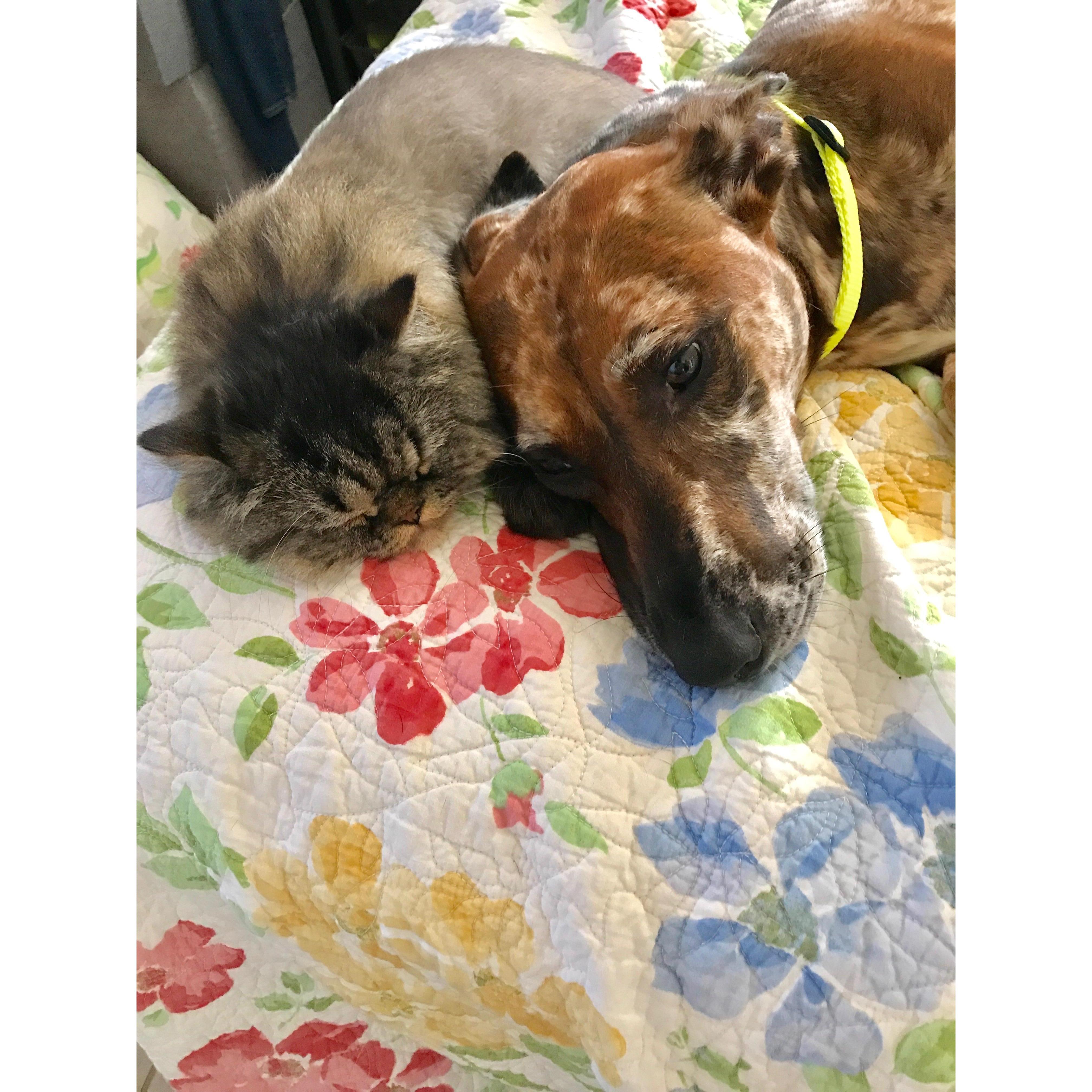 Our "kids" Cactus and Shyloh
