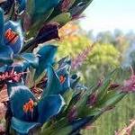 San Diego Botanic Garden