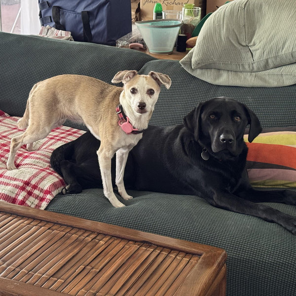 New Couch Fund!