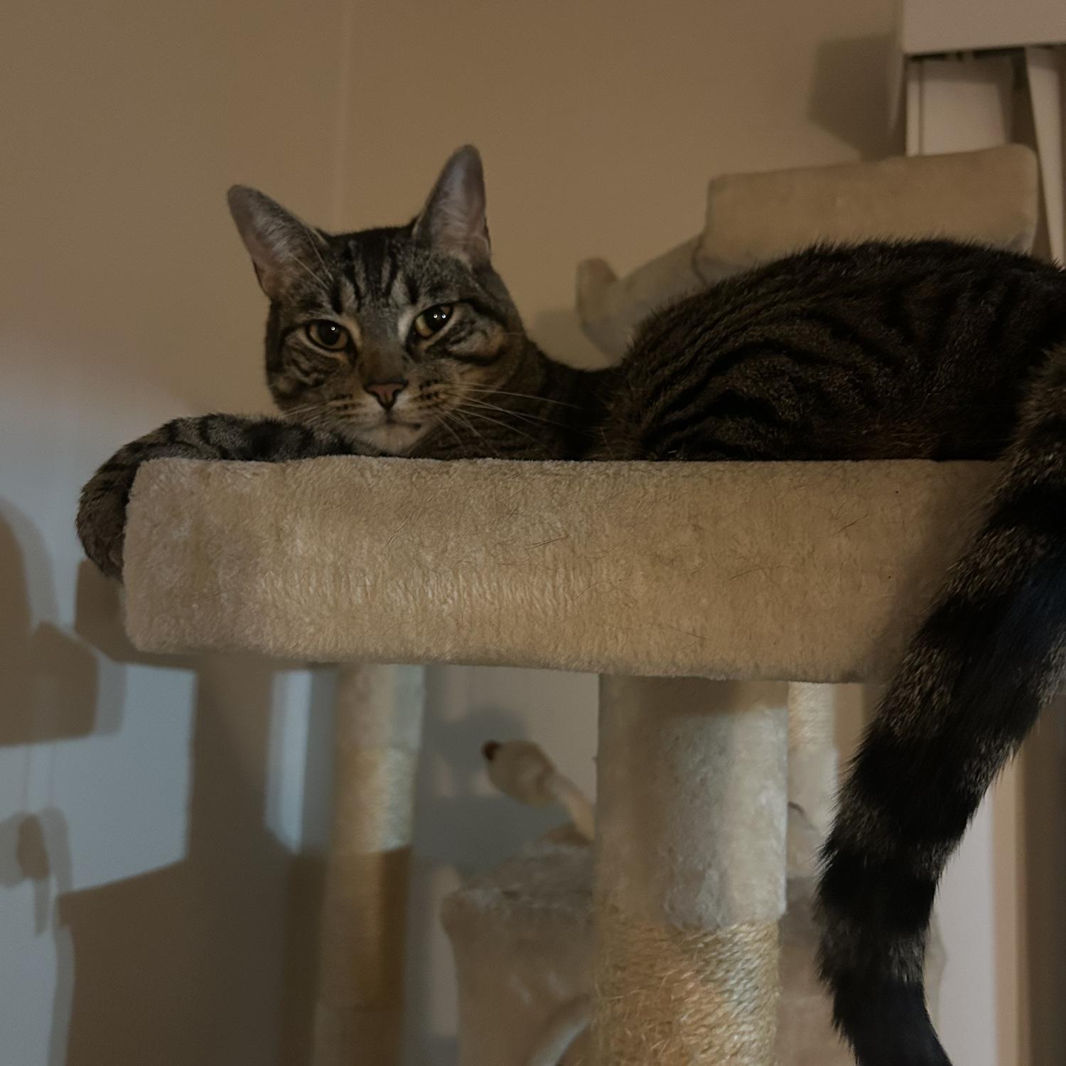 Finn