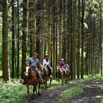 Highland Forest