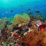 Balicasag Island