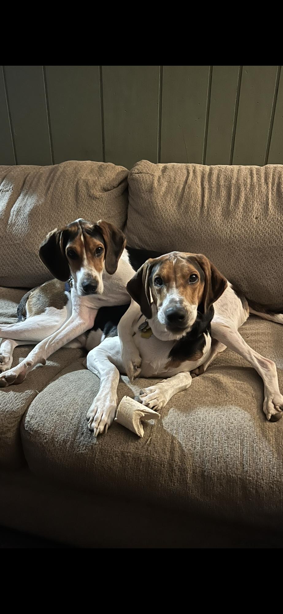 Our fur babies Aspen & Walker ❤️🐾