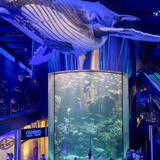 Wonders Of Wildlife National Museum & Aquarium